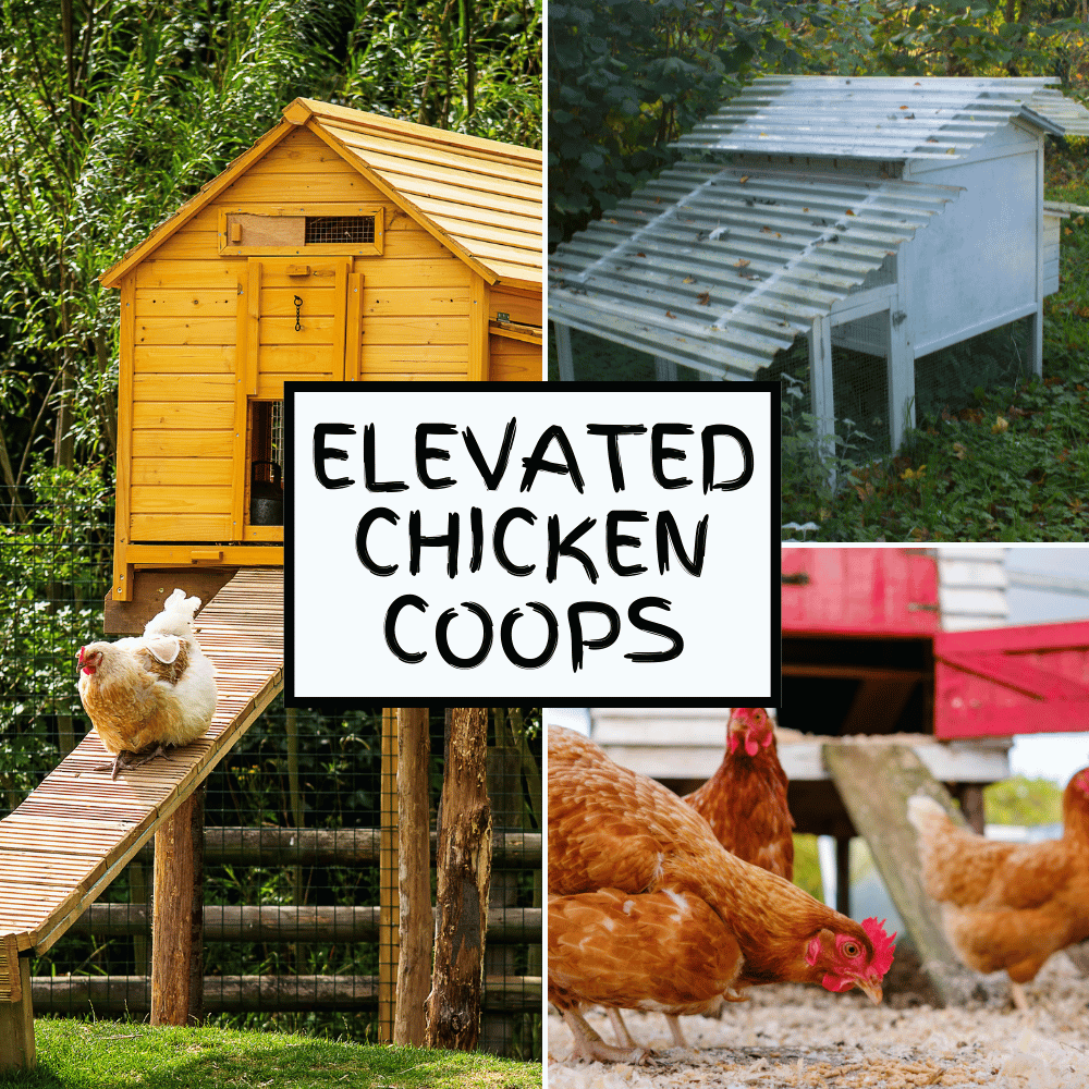 elevated chicken coops