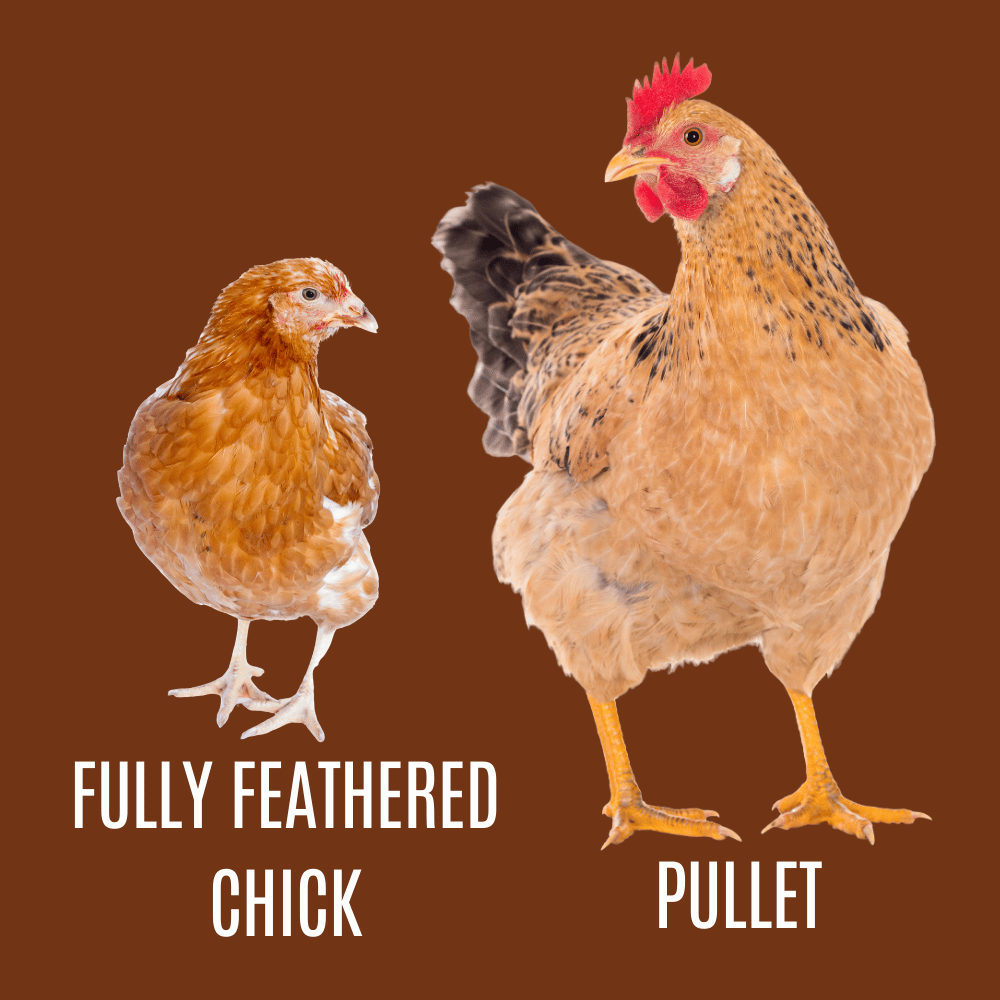fully feathered chick and pullet