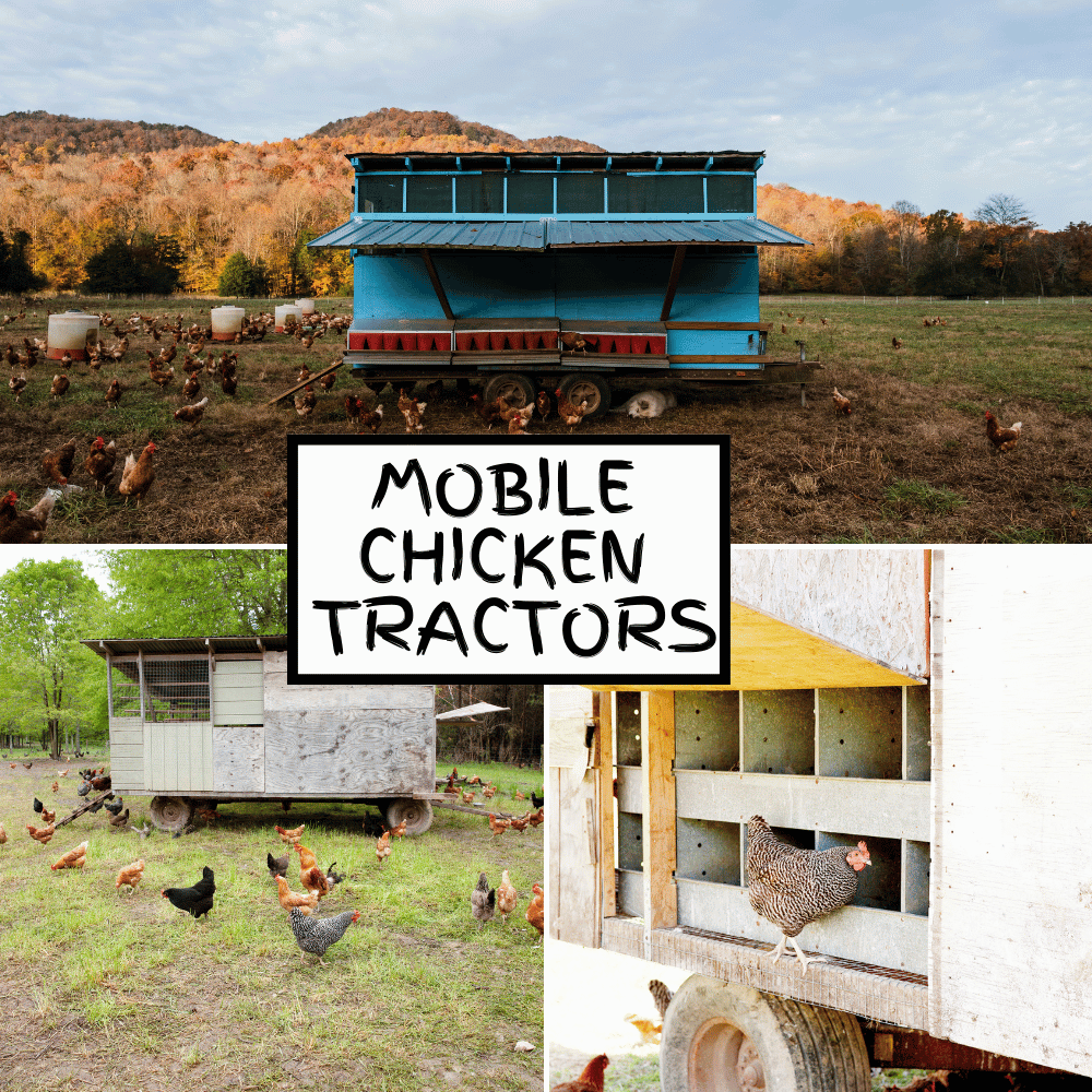 mobile chicken tractors