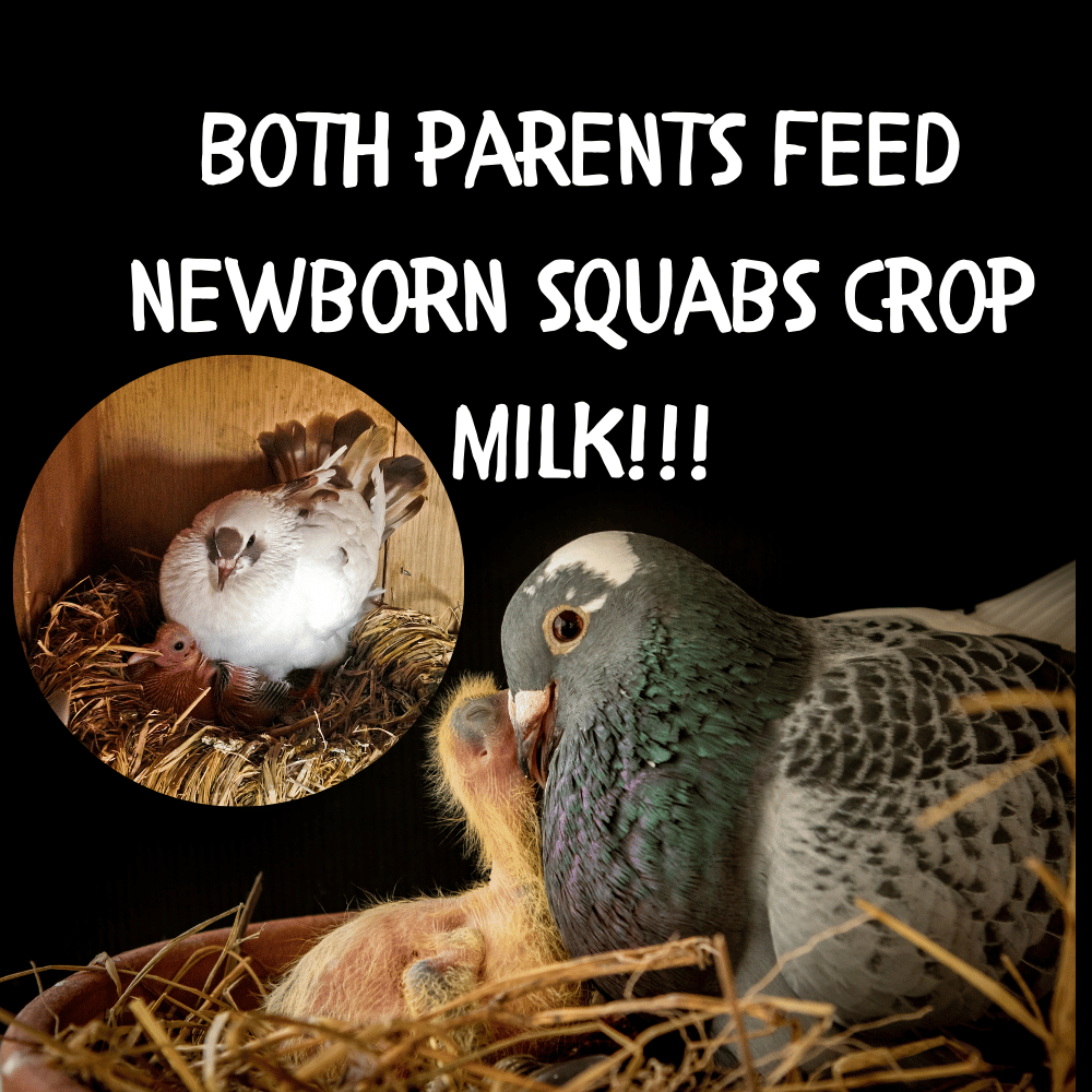 pigeon feeding newborn squab crop milk