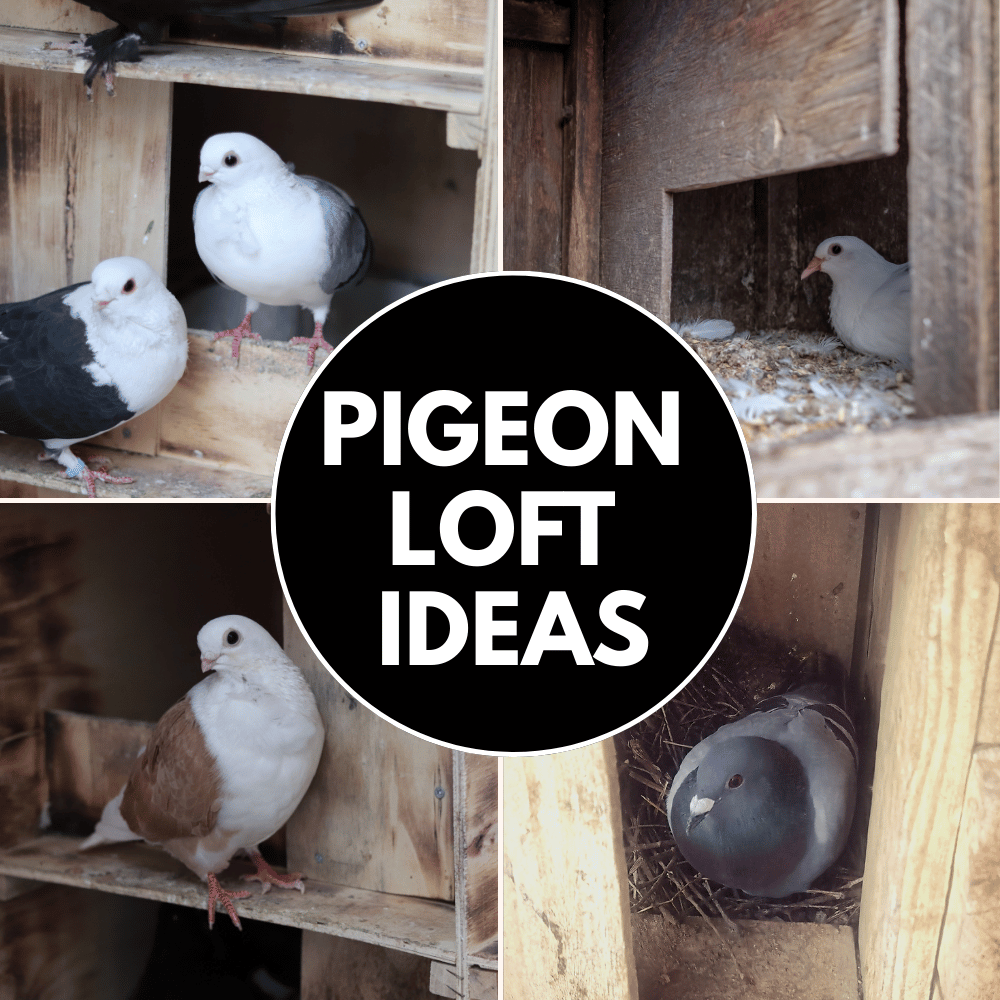 pigeon lofts