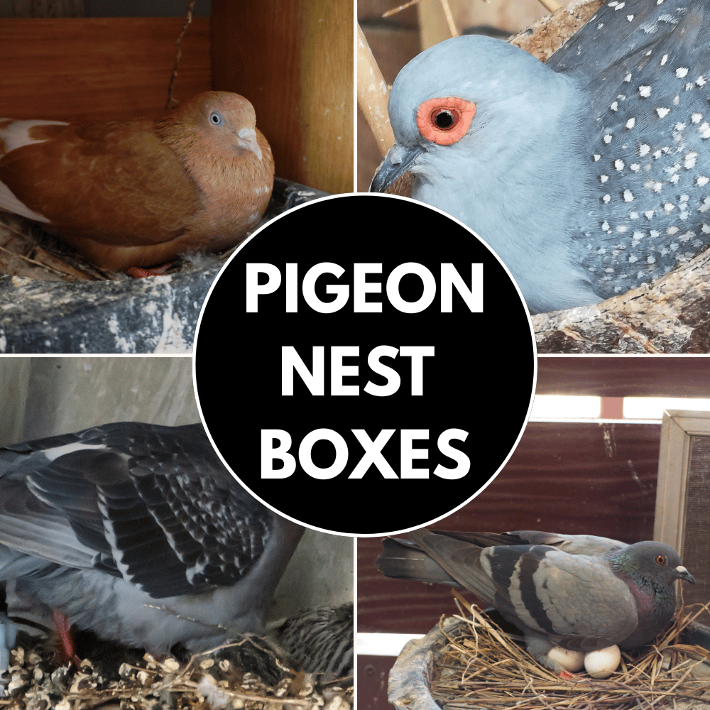 pigeon nest boxes