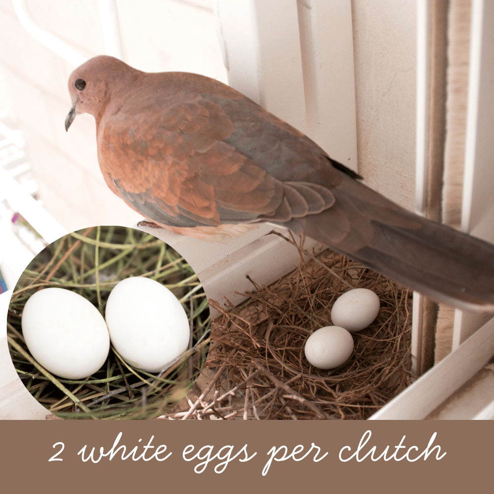 pigeon with two eggs in nest