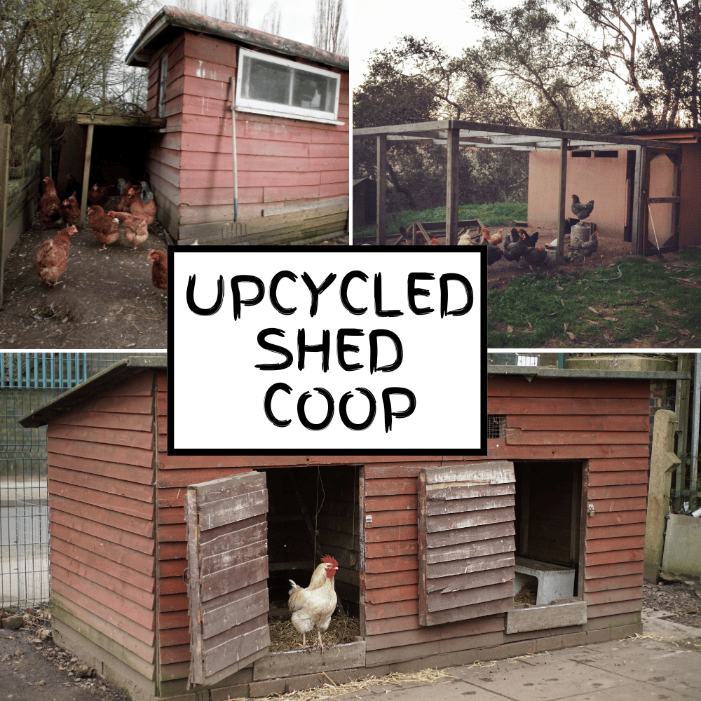 upcycled shed coops