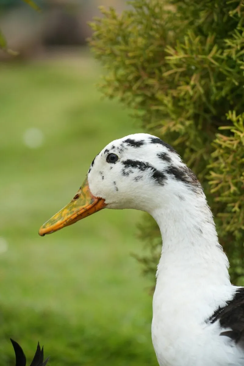 Ancona duck