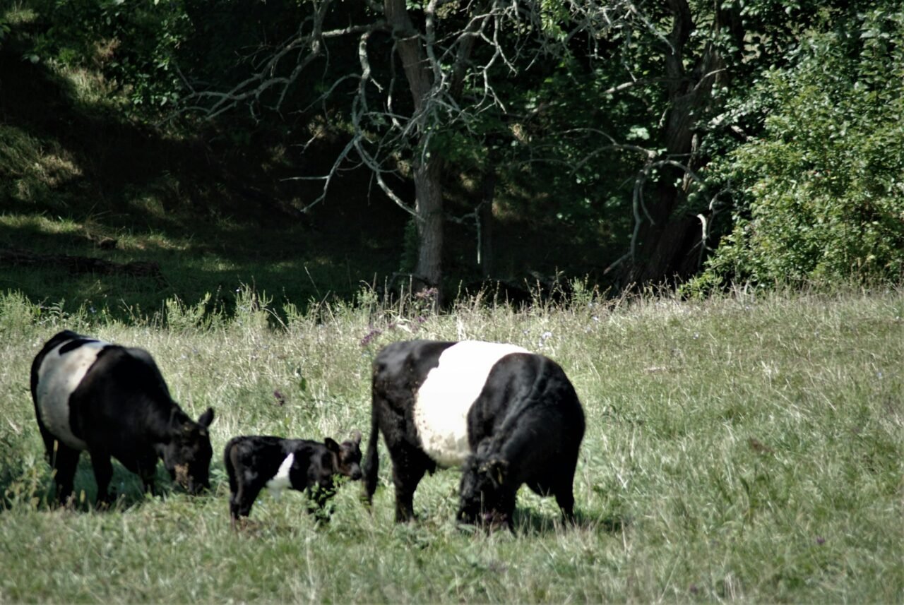 Belted Galloway cattle