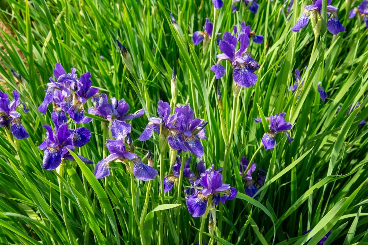 Blue Flag Iris