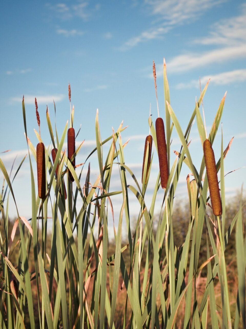 Cattails in the pond