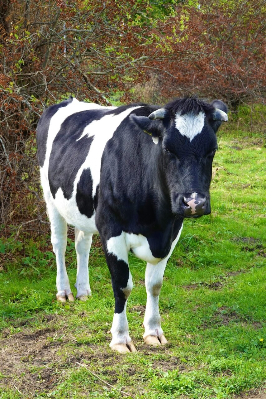 Holstein-Friesian cow