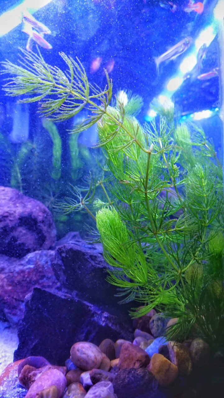 Hornwort