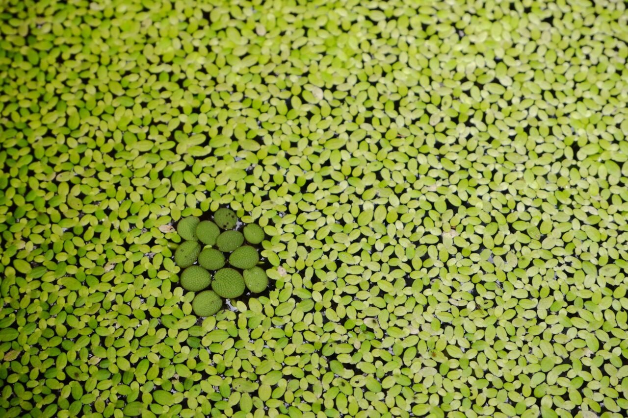 Lemna or duckweed