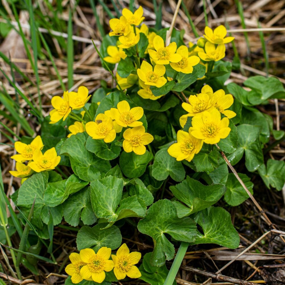Marsh Marigold