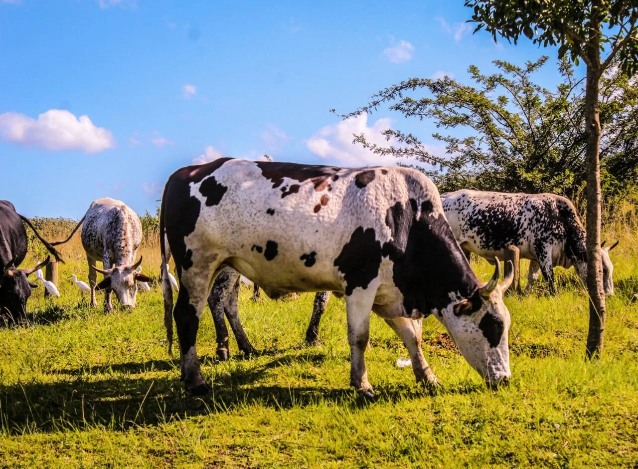 Nguni cattle grazing