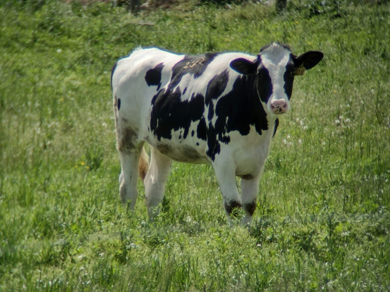 Norwegian Red cow in black and white version