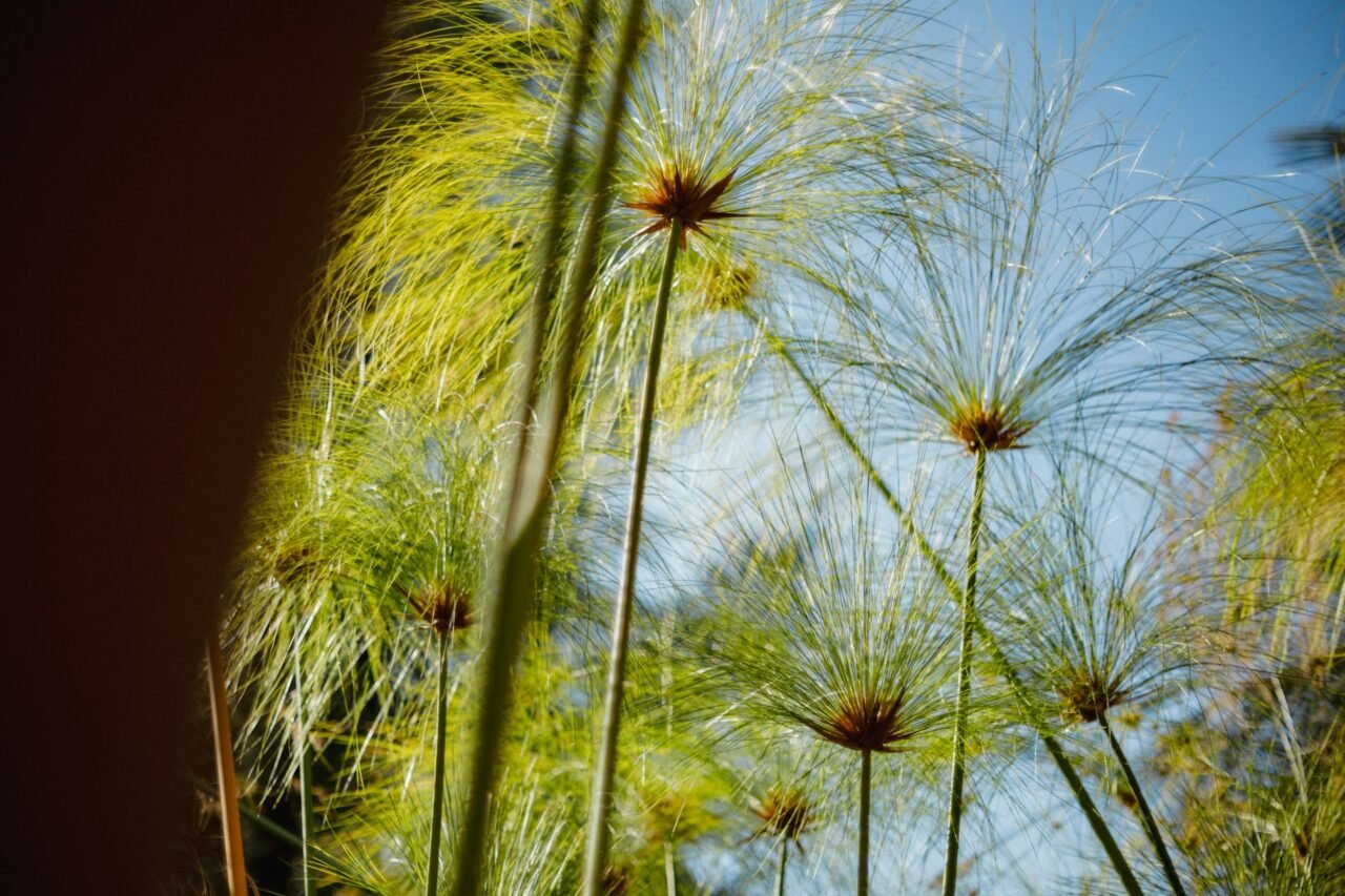 Papyrus plant