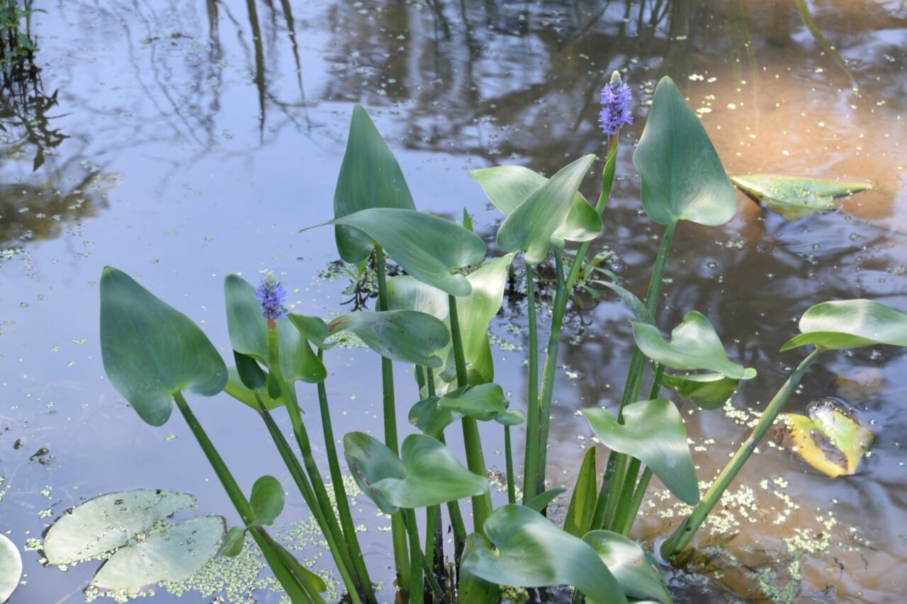 Pickerelweed