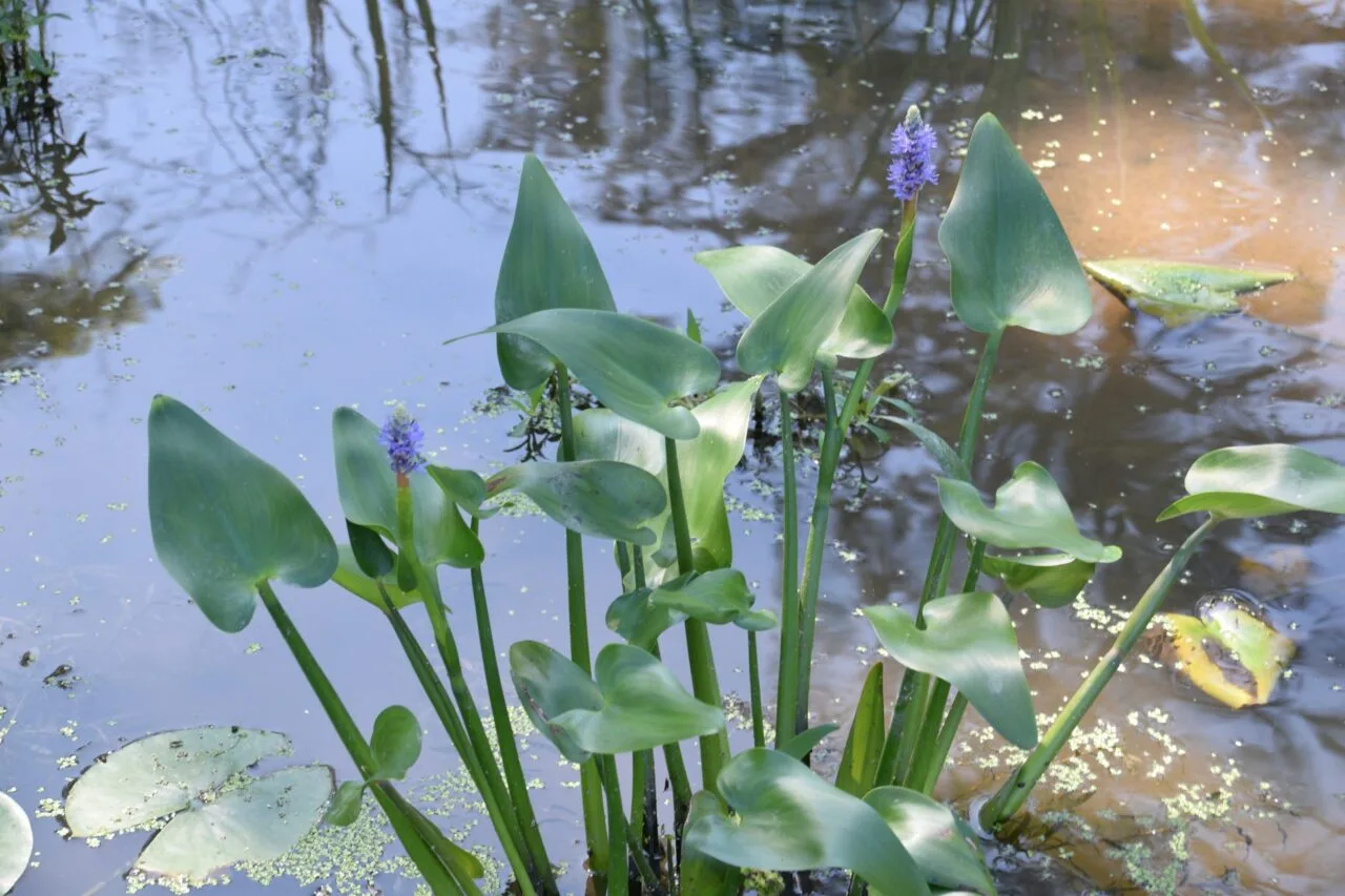 Pickerelweed