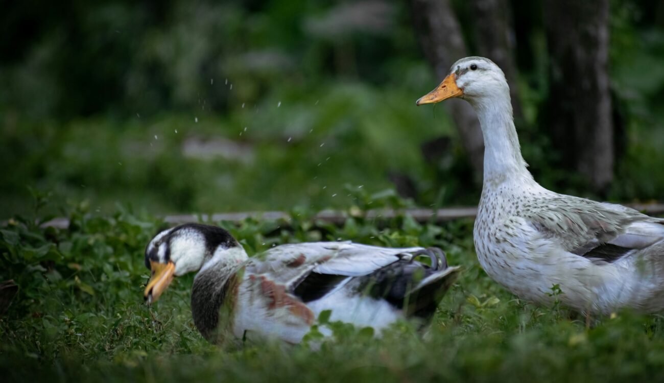 Silver Appleyard Ducks in garden