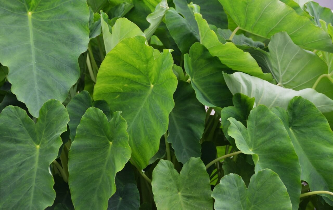 Taro or elephant ear plant