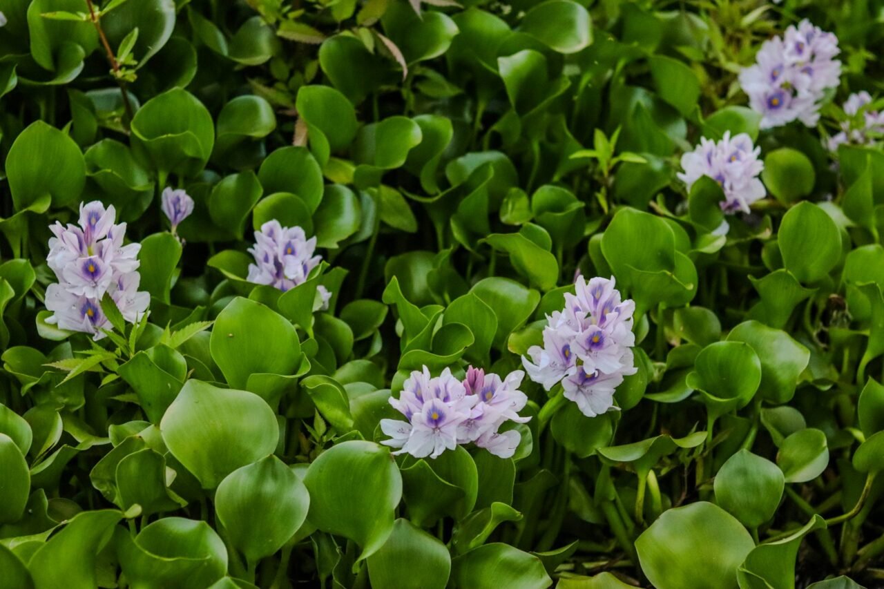Water Hyacinth