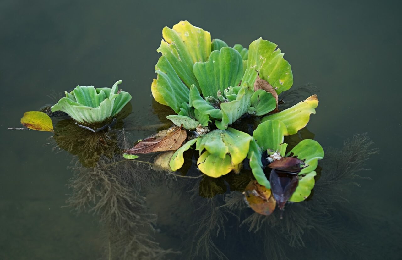 Water Lettuce in the pond