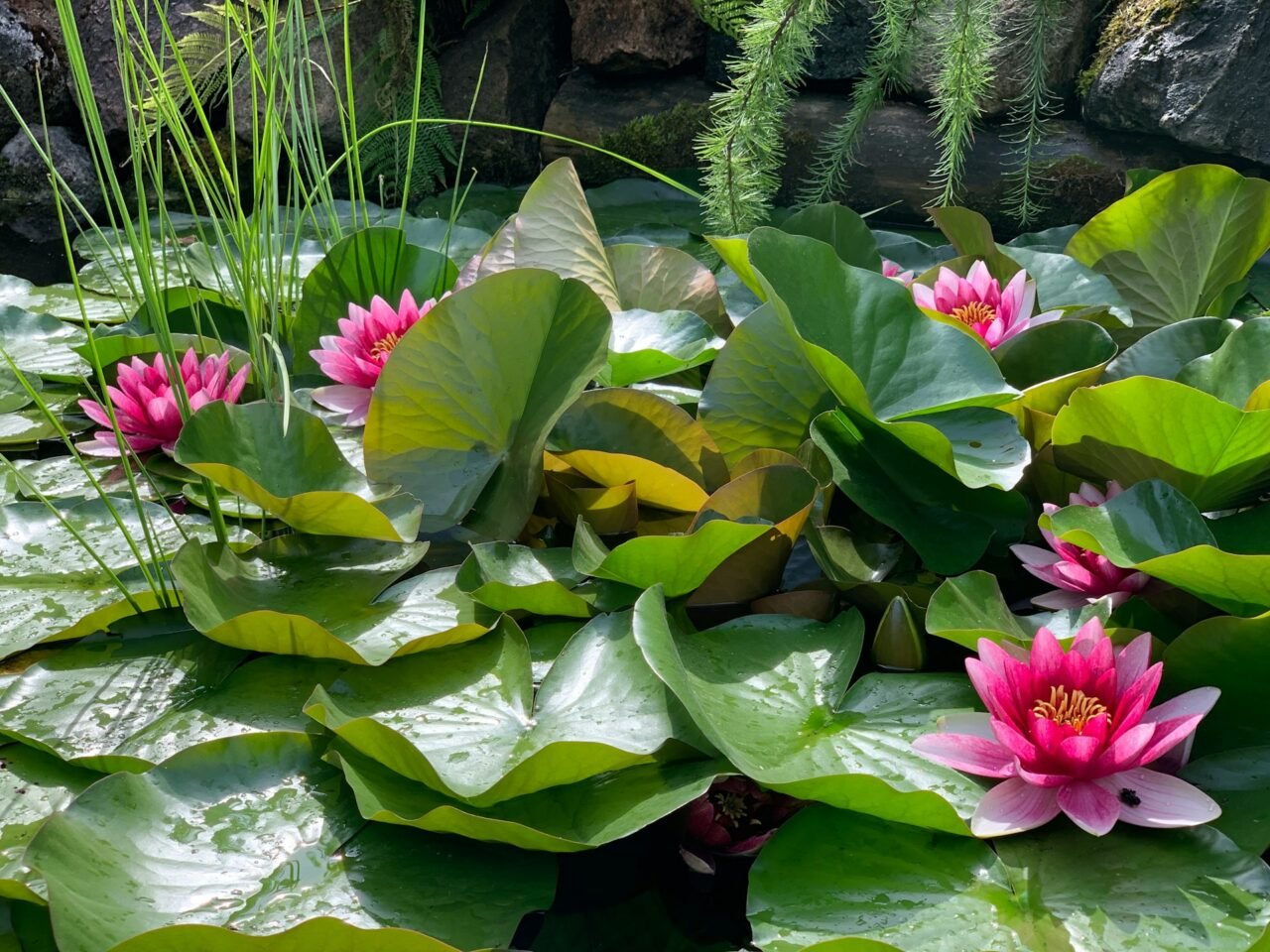 Water Lilies