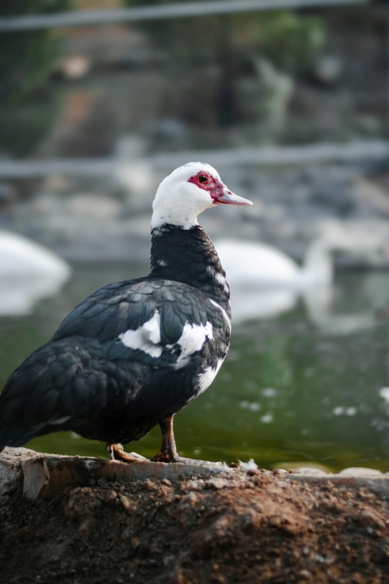 a Muscovy Duck