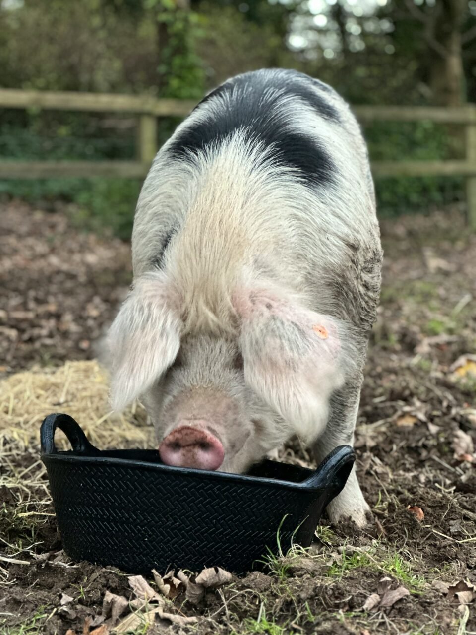 a pig eating food in feeder