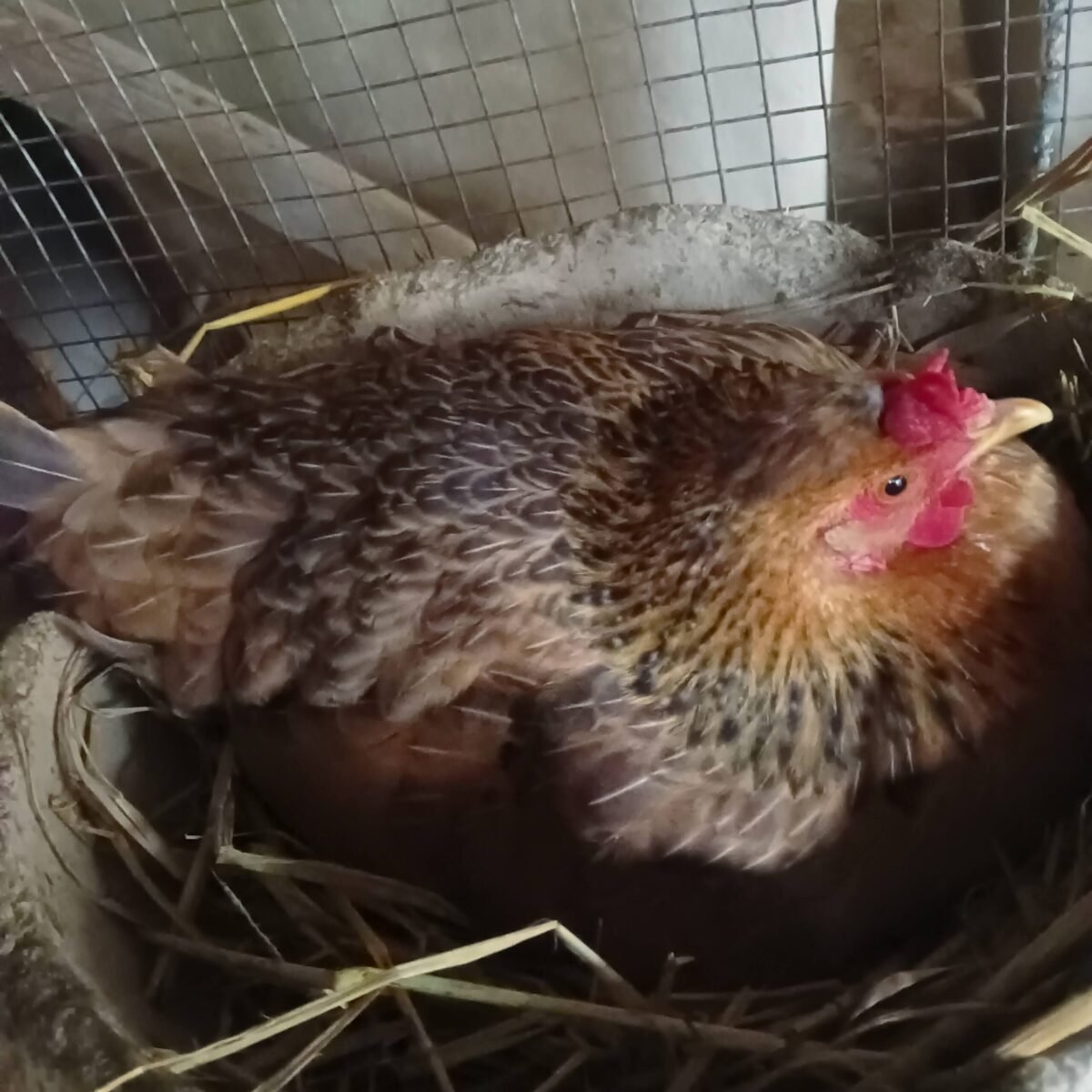 black hen sitting in nest