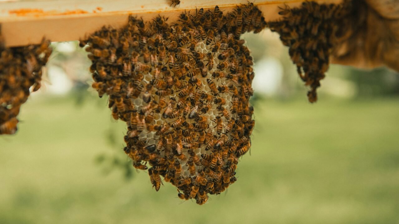 beehive ready to be harvested