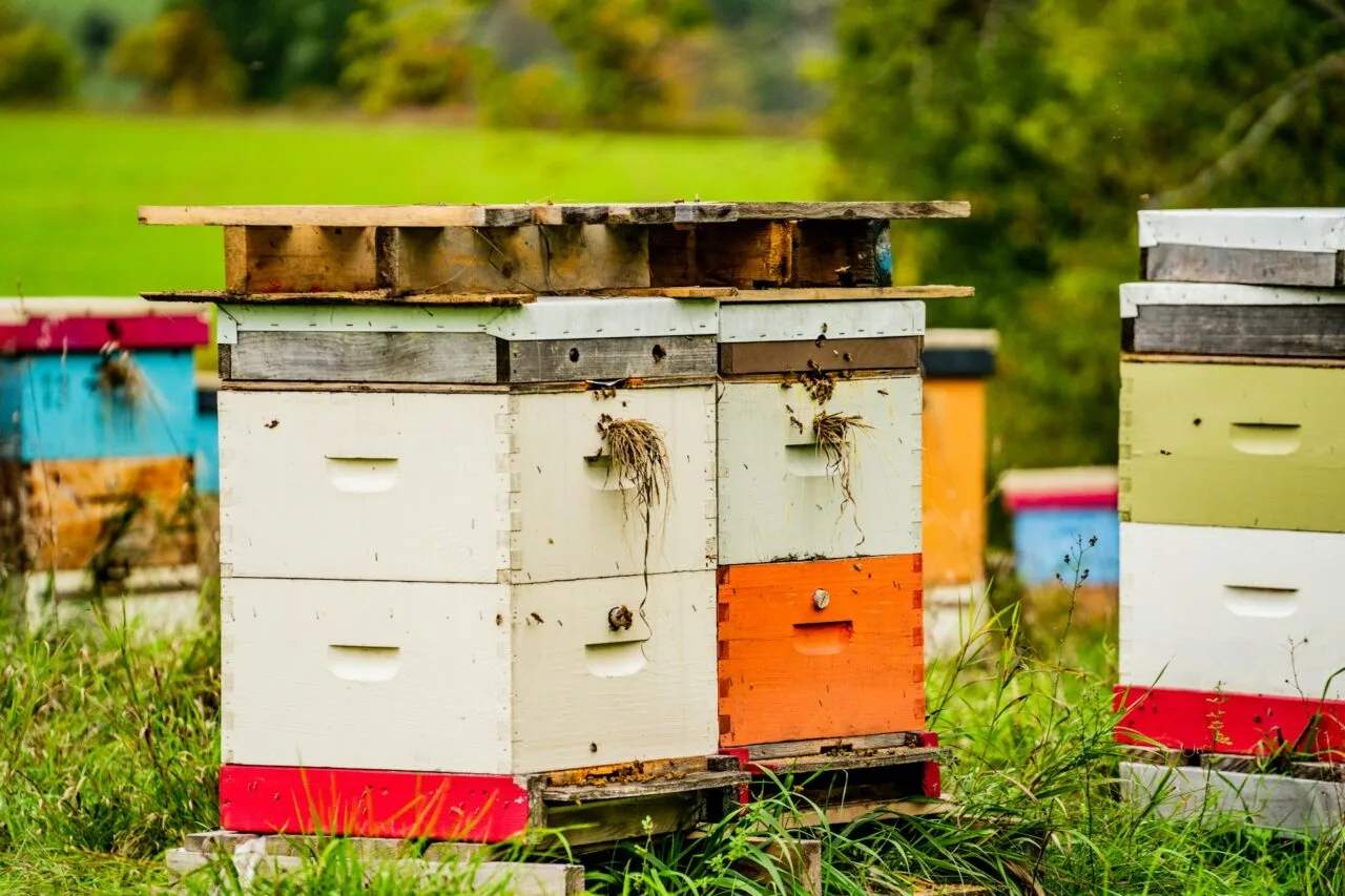 beehives in homestead