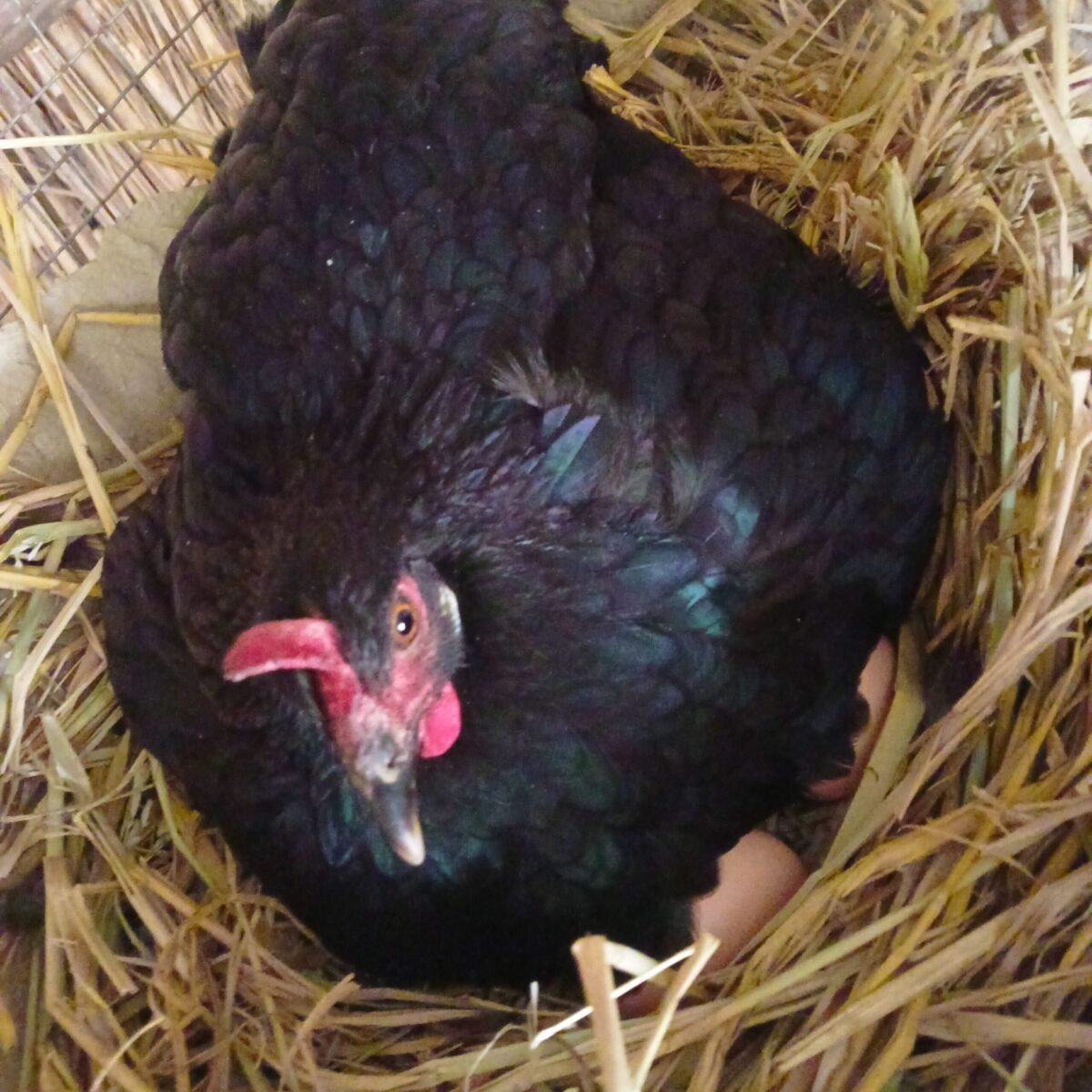 black hen sitting on eggs in nest