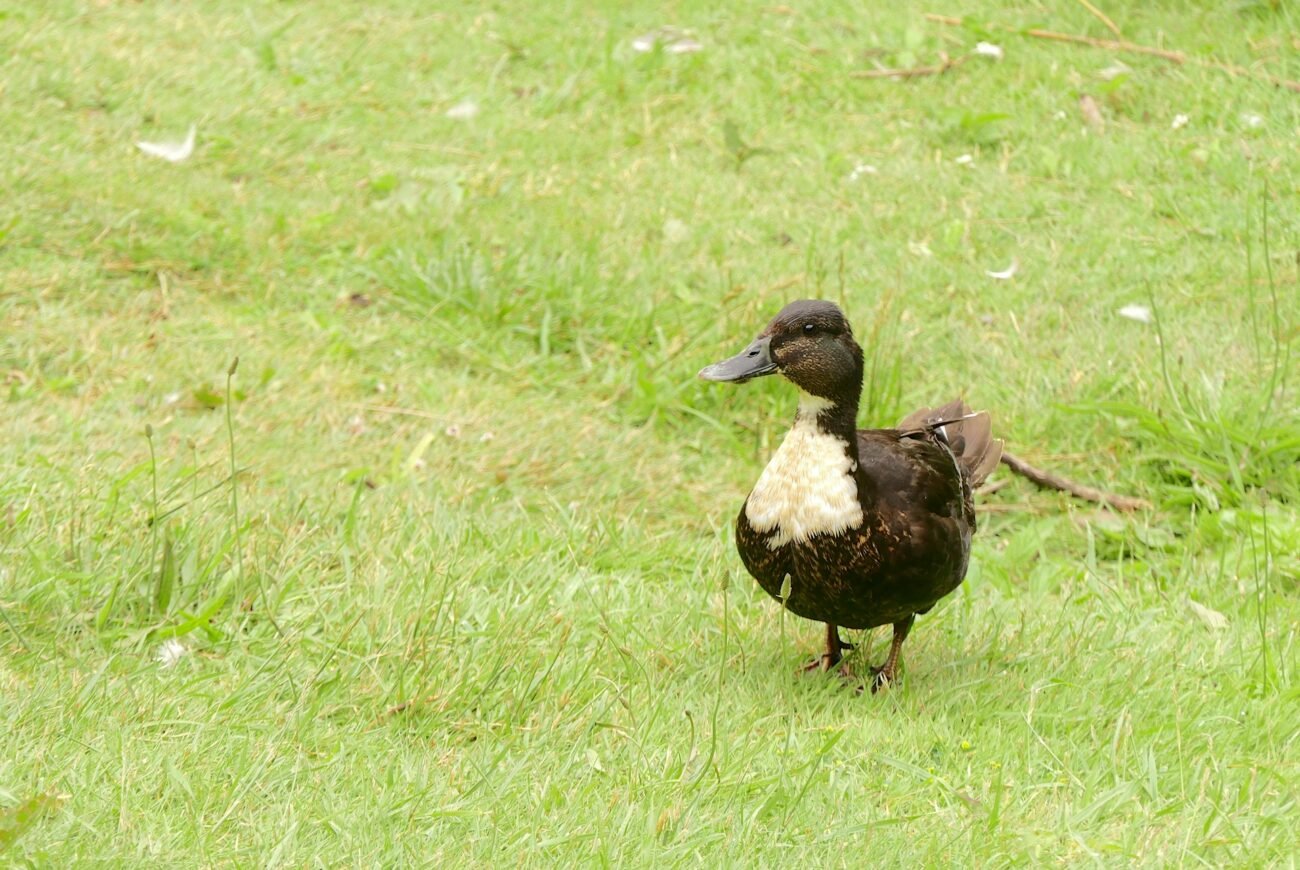black swedish duck in free range