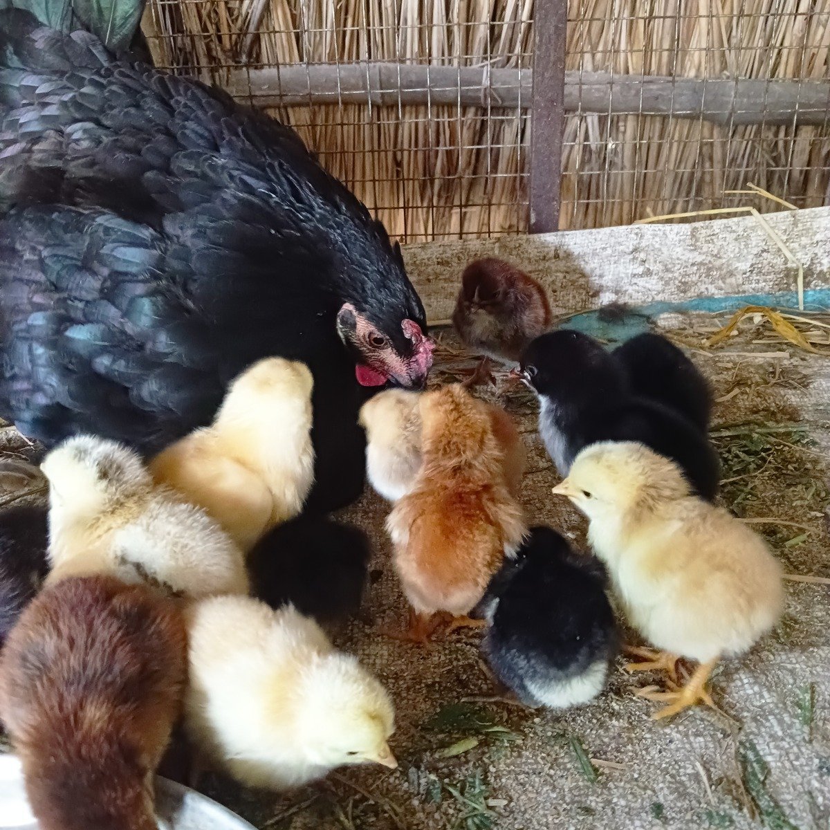 chicks and mother hen