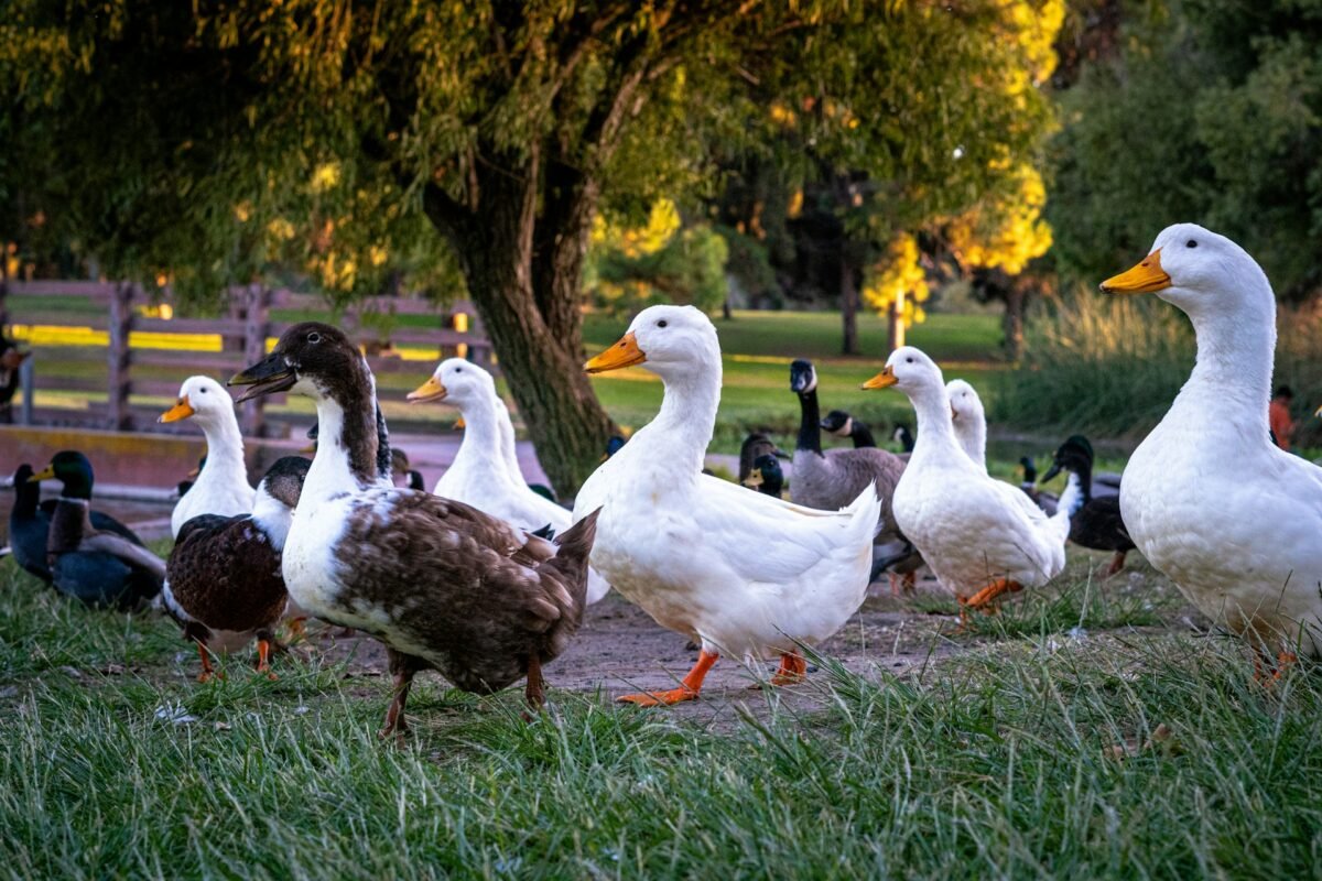 duck flocks in the garden