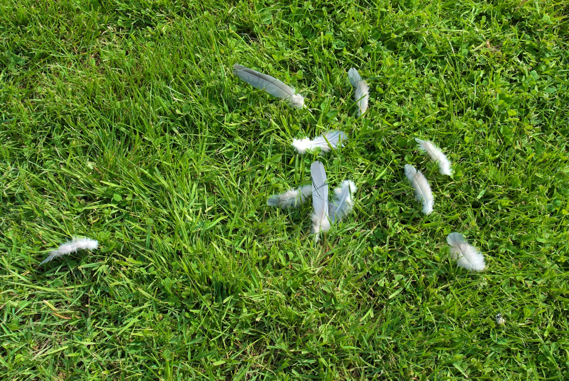 fallen feathers on the grass land