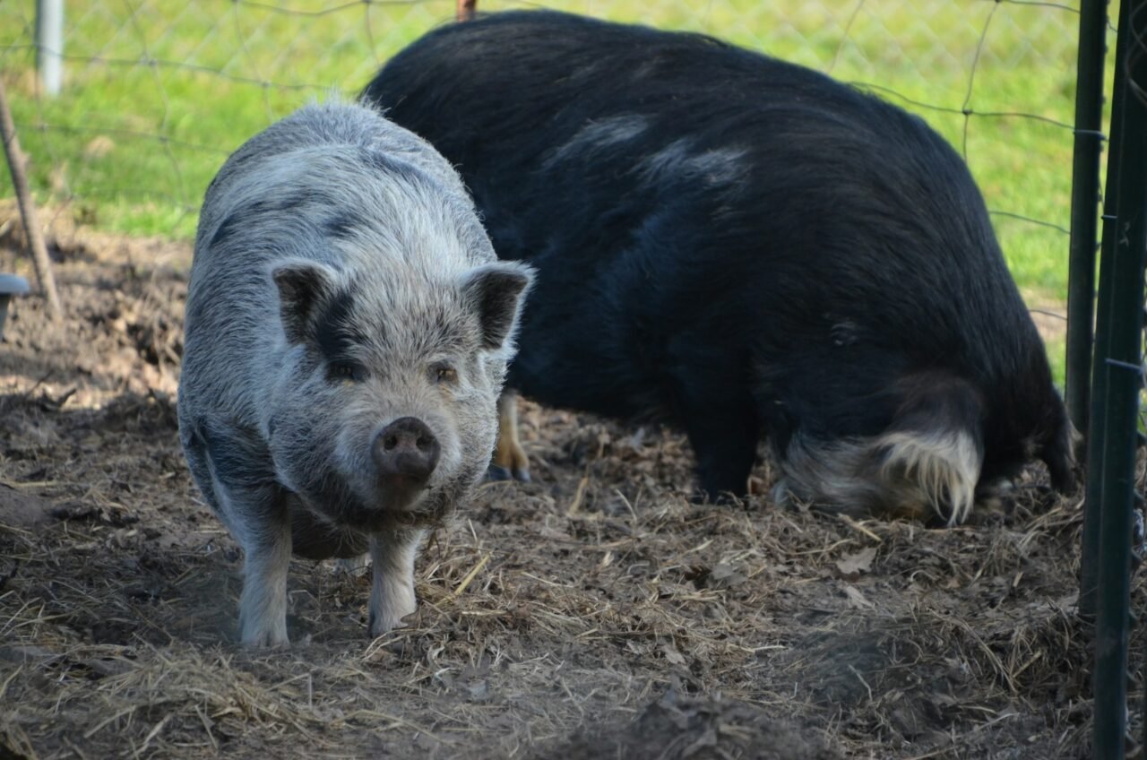 fat pigs in the farm