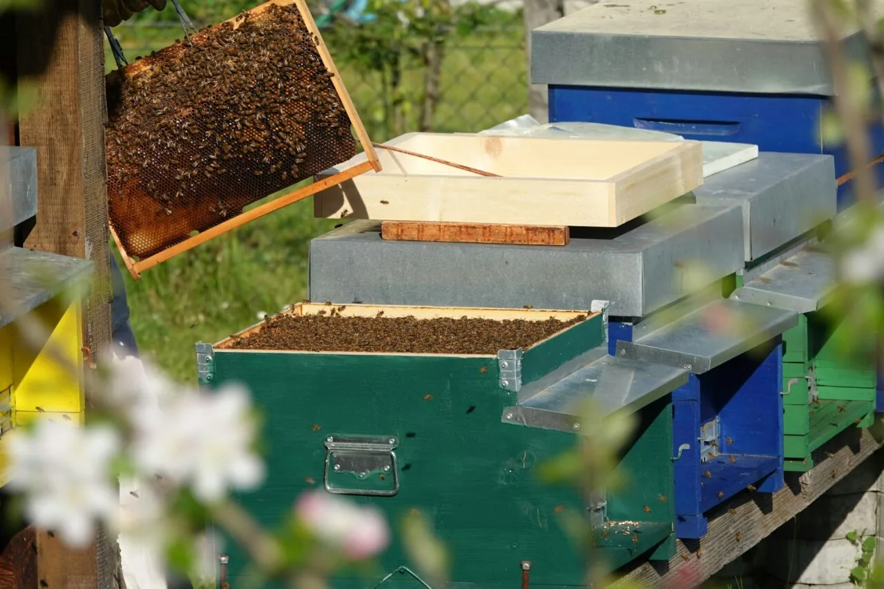 harvesting beehive