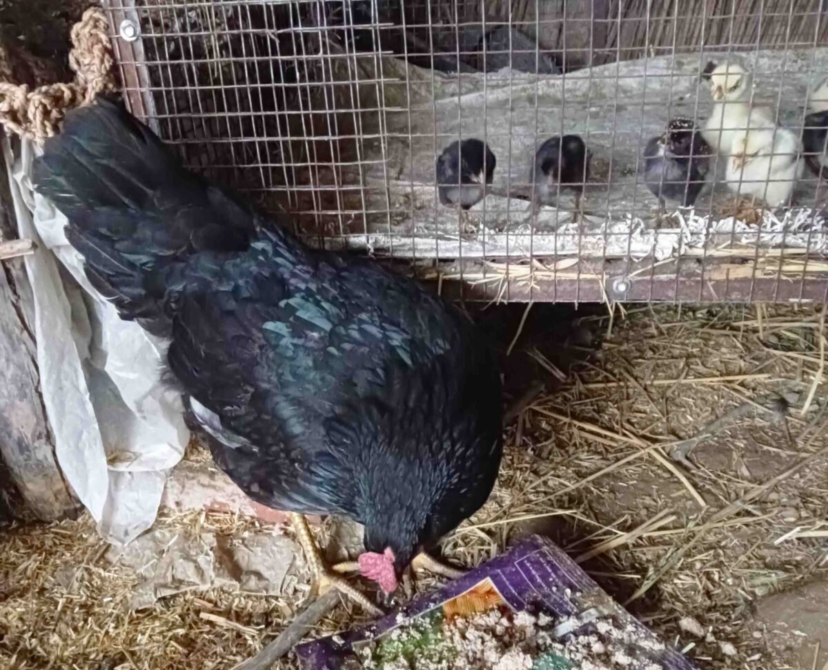hen eating feed in the floor