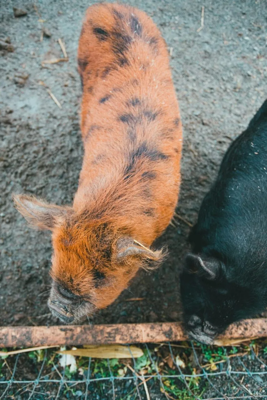 heritage pigs behind the fence