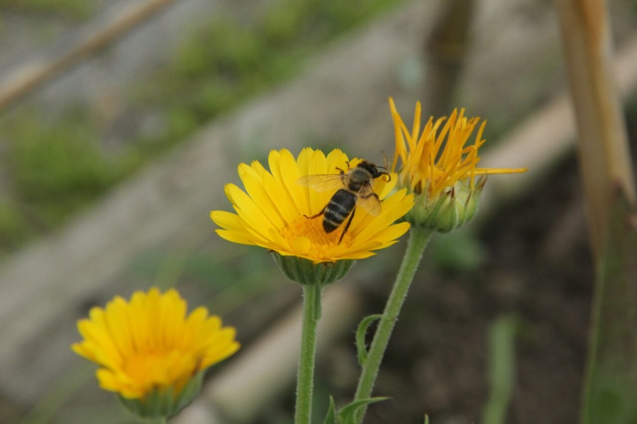 honeybee pollinating flower