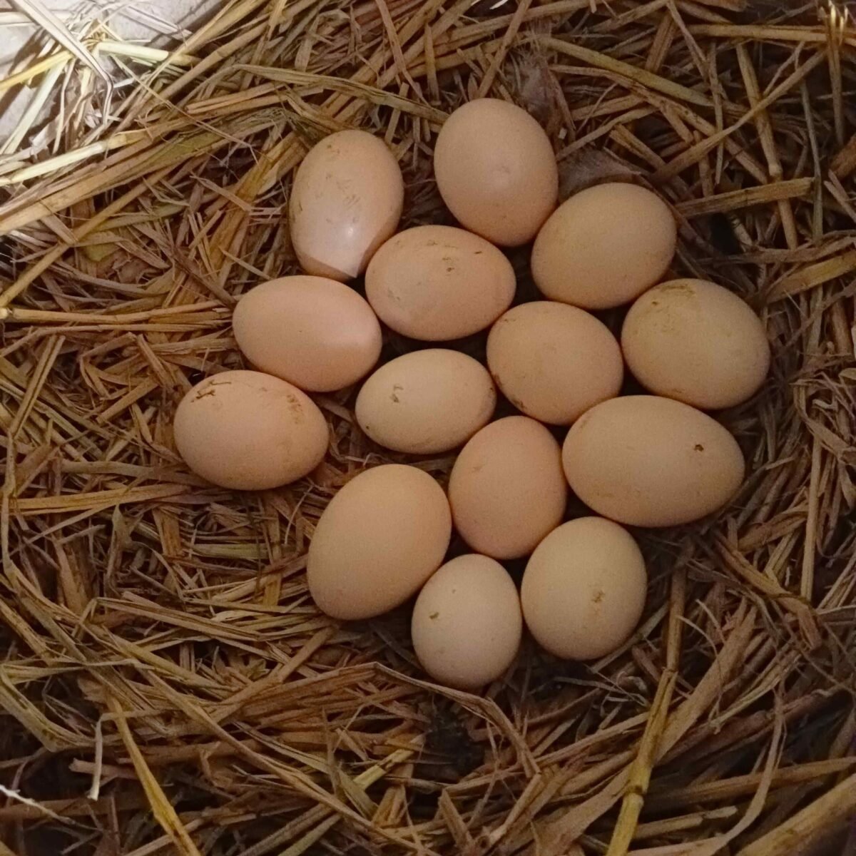 light brown eggs in nest