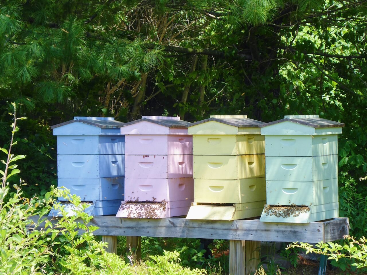 lined beehives in the backyard