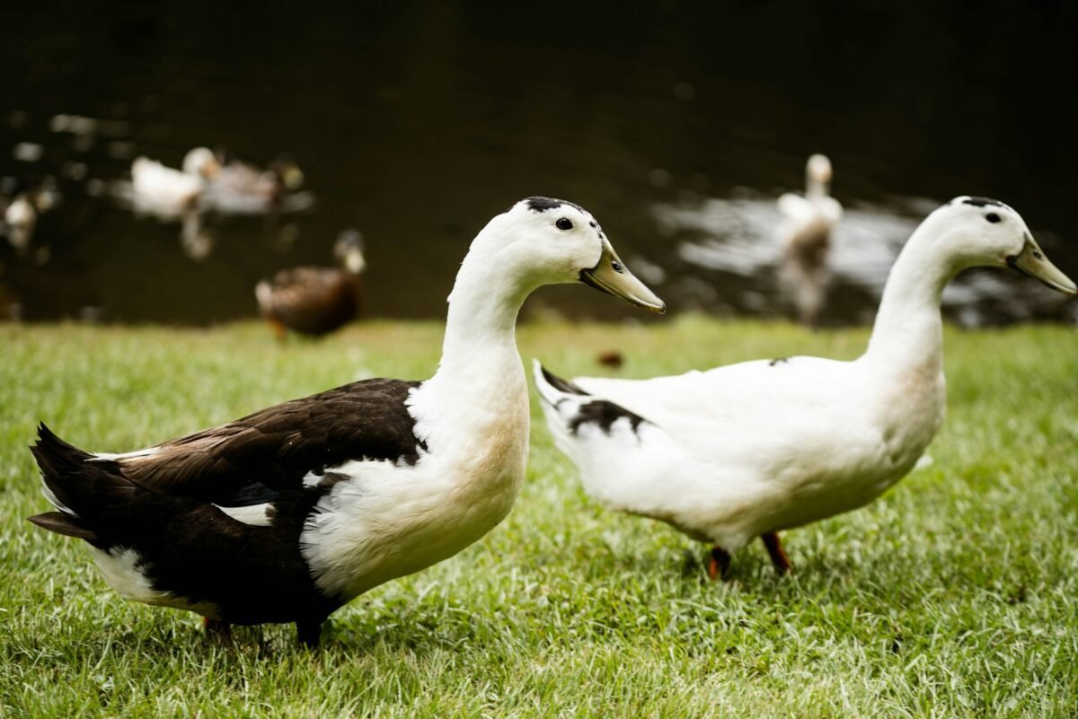 magpie ducks
