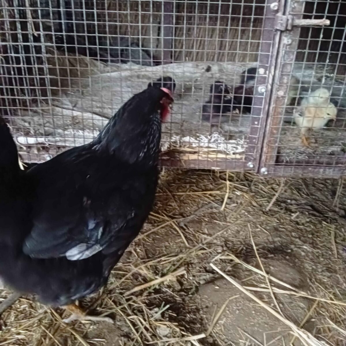 mother hen around her chicks