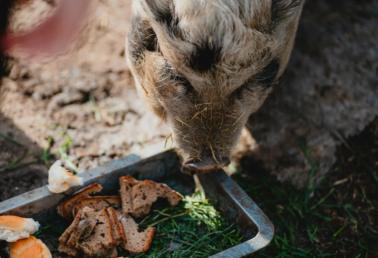 pig eating kitchen scrape
