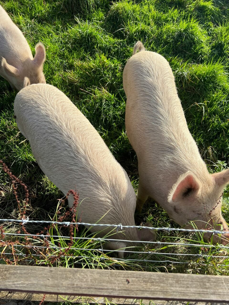 pigs foraging in grassland