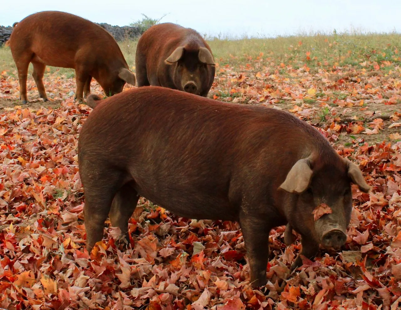 pigs in tbe woods