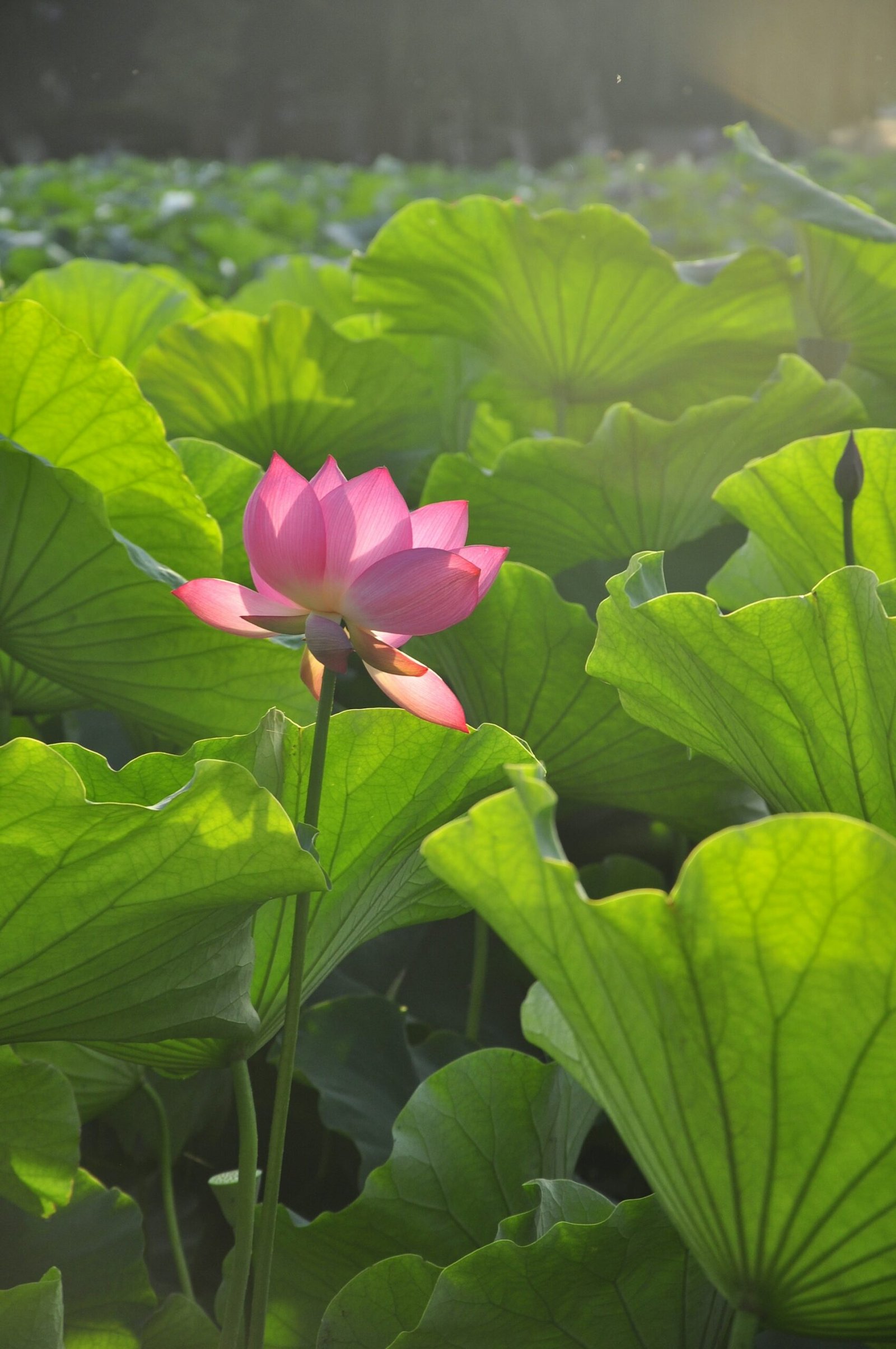pink lotus