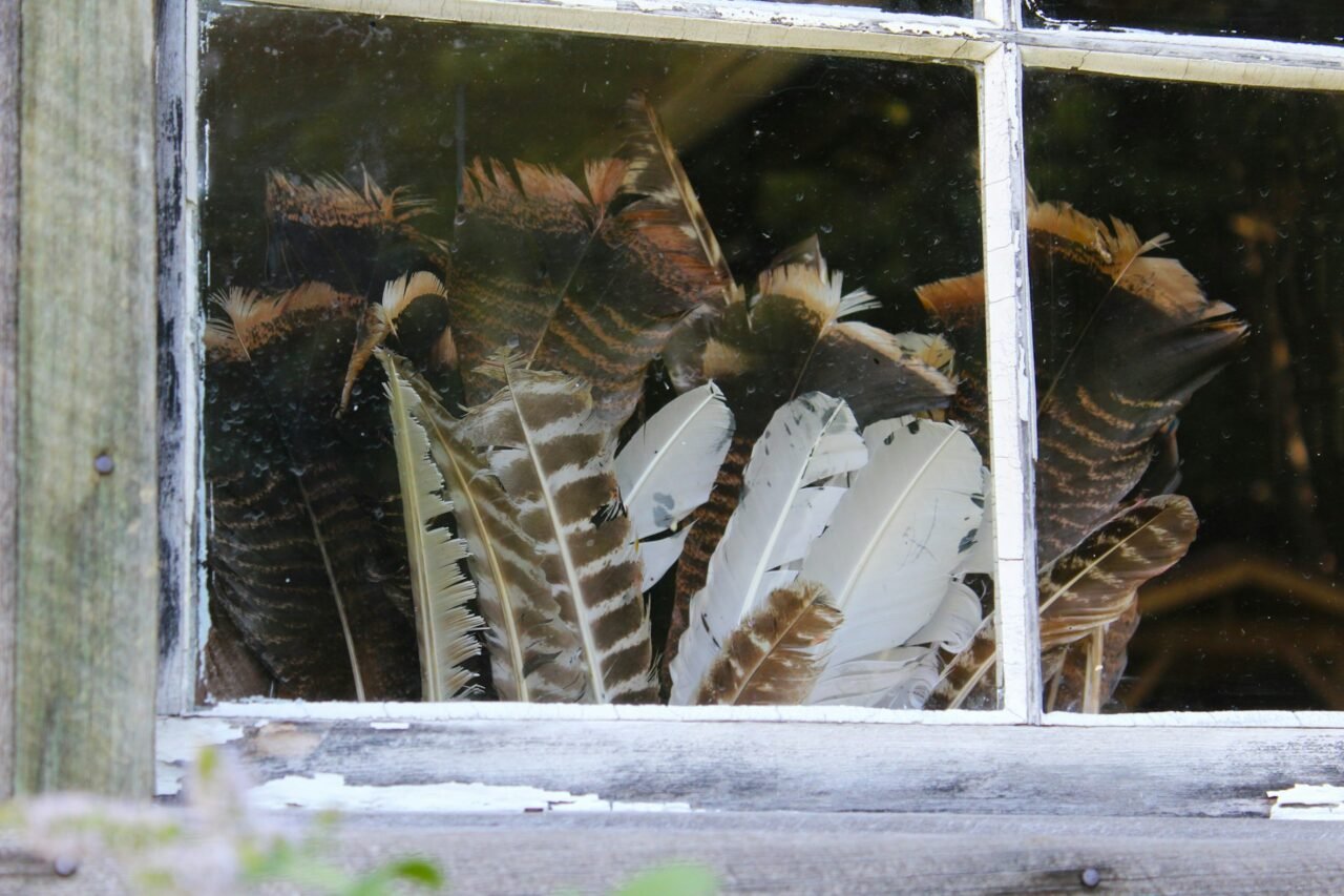 preserved chicken feathers in house